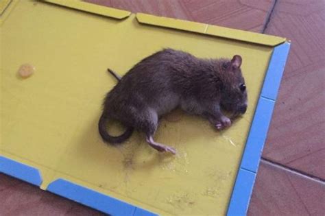 家里有老鼠代表什么 朱雀意思